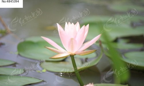 半枝莲的图片功效与作用吃法-半芝莲图片网 | 半芝灵图片,半芝莲是治什么病的