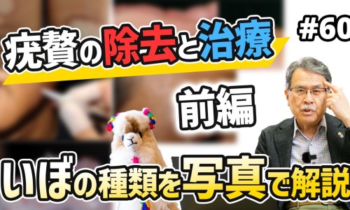 半枝莲的图片功效与作用吃法-半芝莲图片网 | 半芝灵图片,半芝莲是治什么病的